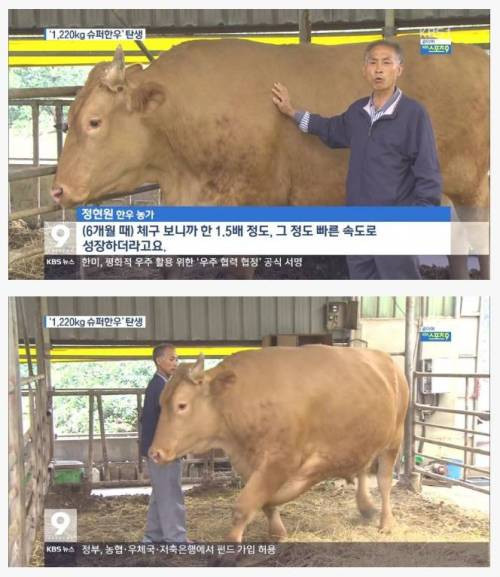 한우 이미지