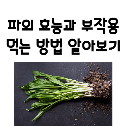 파의 효능과 부작용&#44; 먹는 방법
