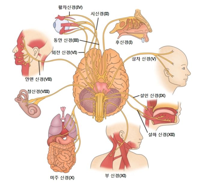 말초신경병증 증상