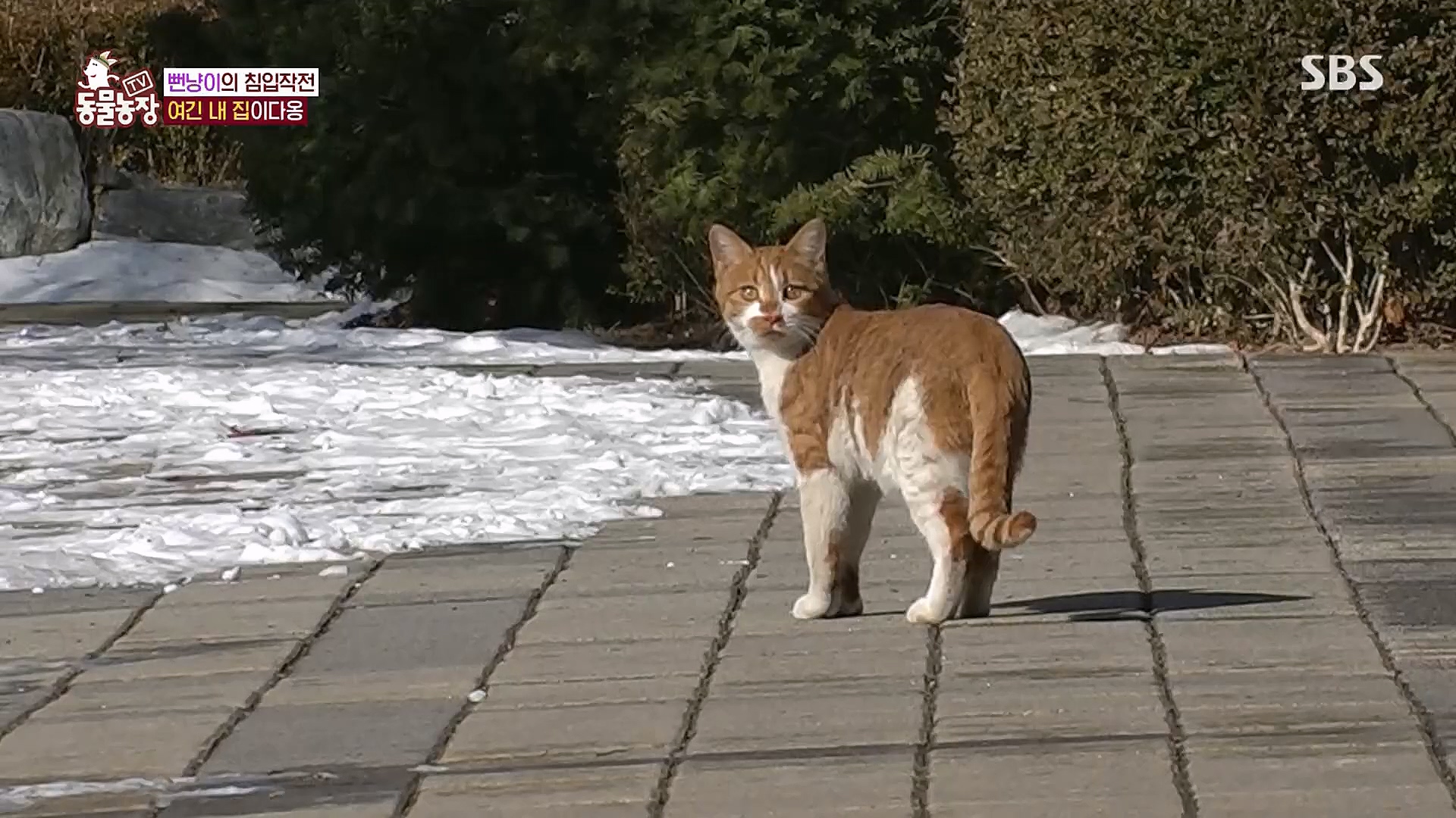 TV 동물농장.E1104.230115p.H264-F1RST.mp4_20230115_173206.574.jpg