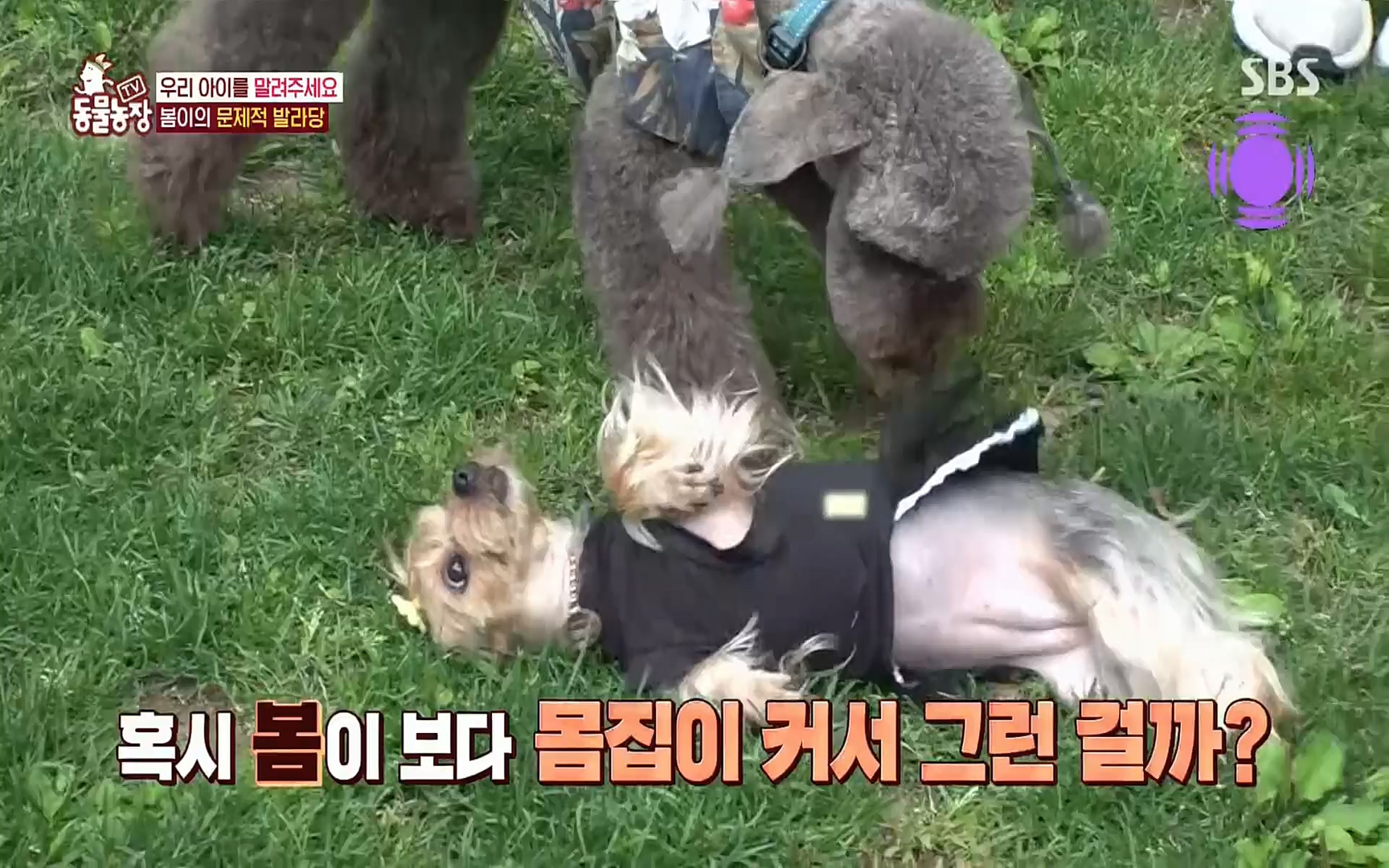 TV 동물농장.E1078.220717p.H264-F1RST.mp4_20220717_151158.746.jpg