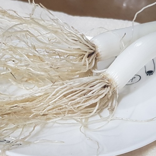 대파 효능
