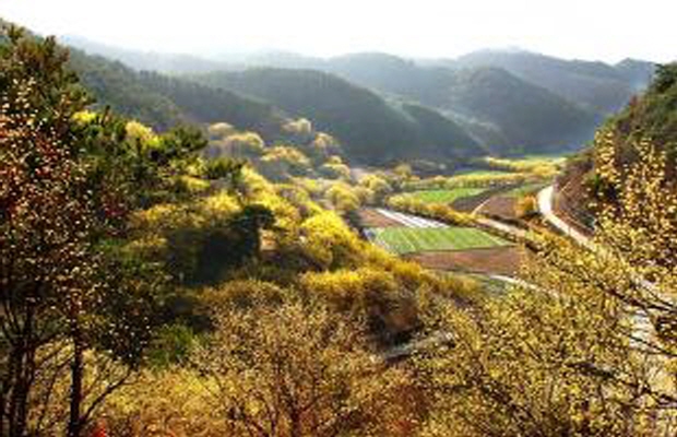 봄 여행지 추천 - 산수유 명소&amp;#44; 3월 여행하기 좋은곳