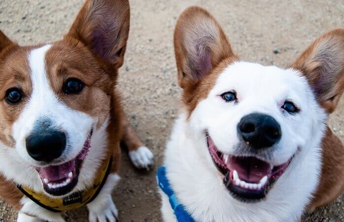 흰색과 갈색 털을 가진 두 마리 강아지가 정면을 보고 웃고 있다