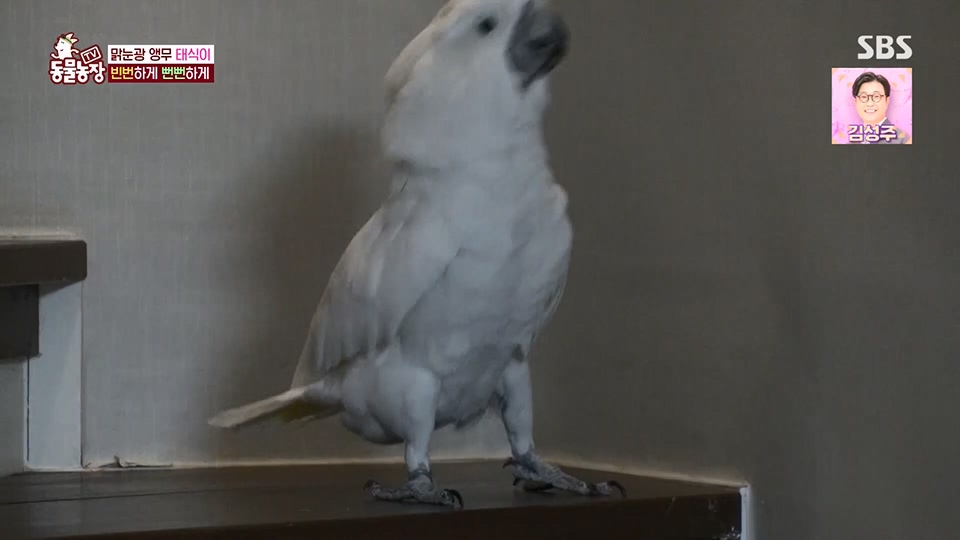 TV 동물농장.E1124.230611p.H264-F1RST.mp4_20230611_173556.353.jpg