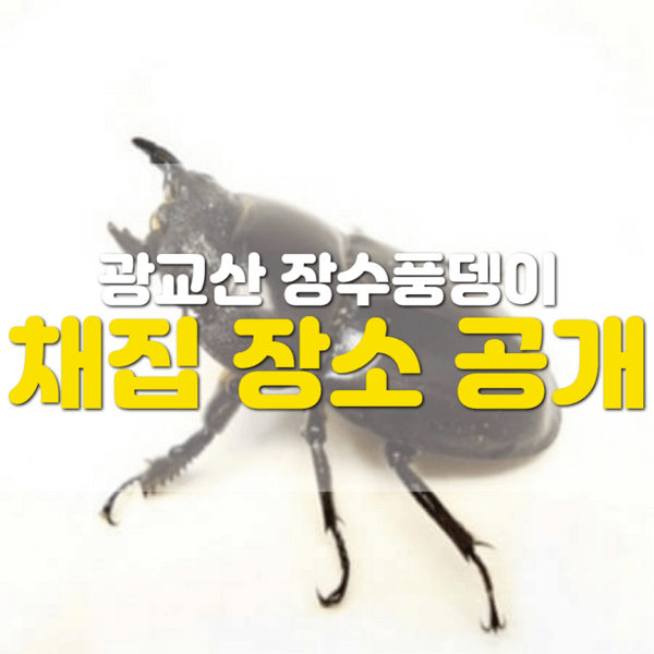  광교산 사슴 벌레, 장수풍뎅이 잡이 시즌2.5