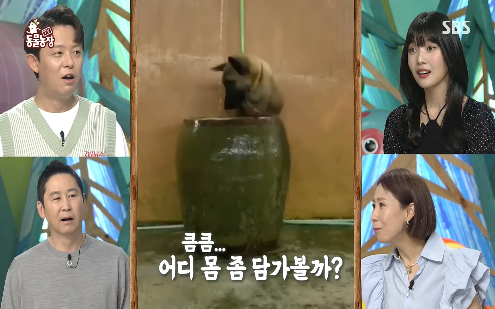TV 동물농장.E1081.220807p.H264-F1RST.mp4_20220807_213618.883.jpg