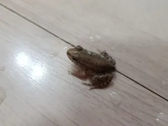 개구리 가격 키우기 분양 수명 먹이 성격 종류_25