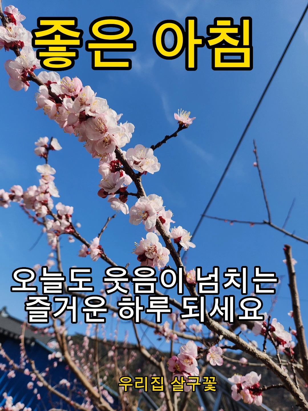 봄꽃 목련과 벚꽃이 한창입니다 / 꽃길만 걸으면 (03/23/22) 52