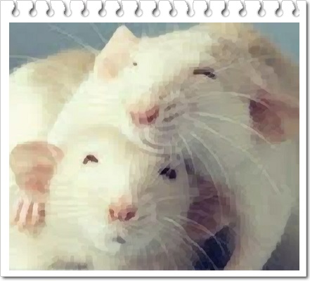 래트 애완쥐 암컷과 수컷이 함께 살수 있나요?