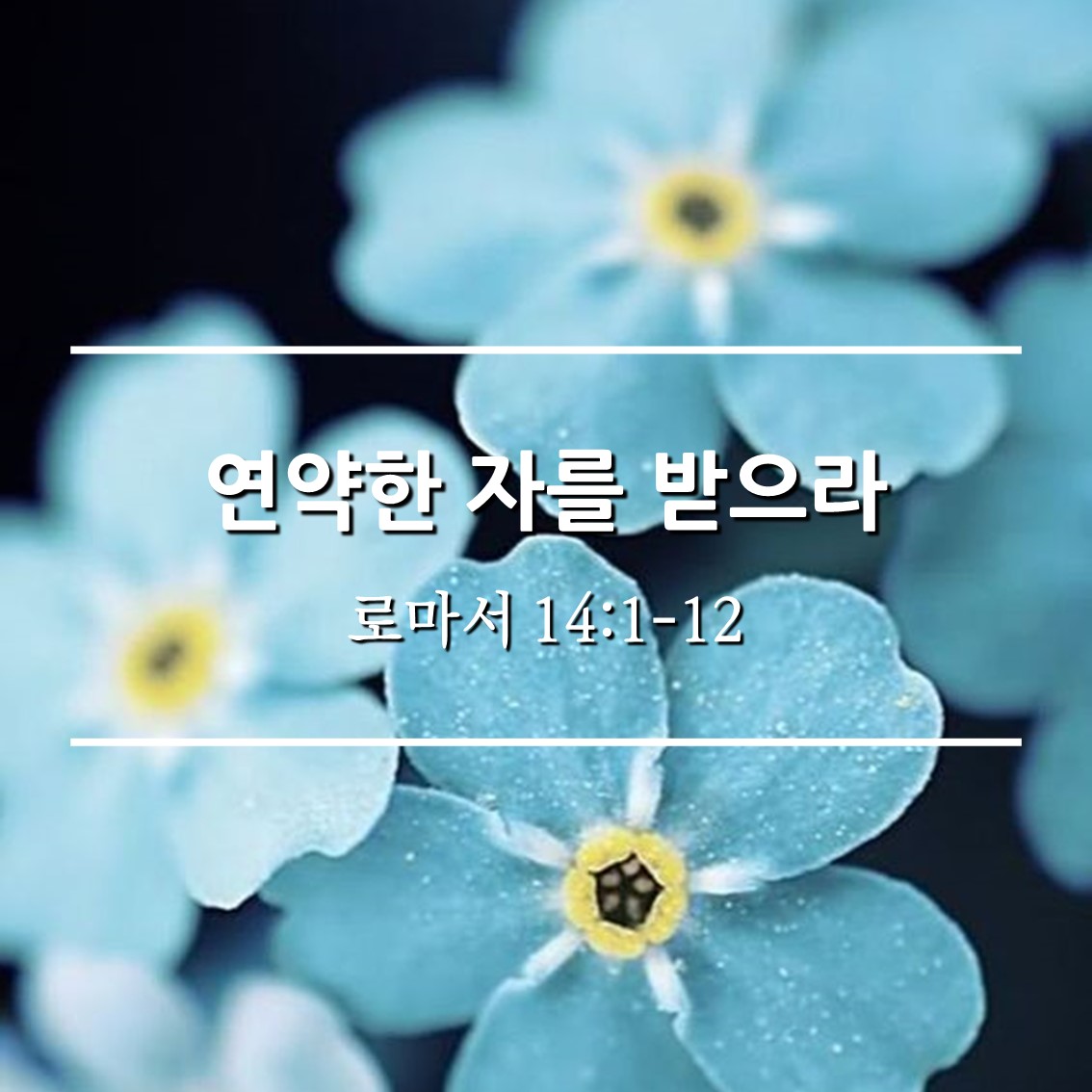  연약한 자를 받으라 / 롬 14:1-12