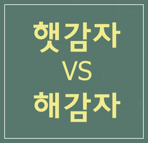 햇감자-해감자