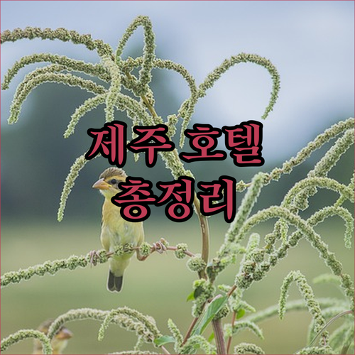 제주 호텔 완벽 분석 랜딩관부터 메리