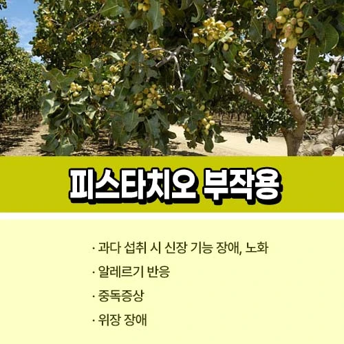 피스타치오 부작용