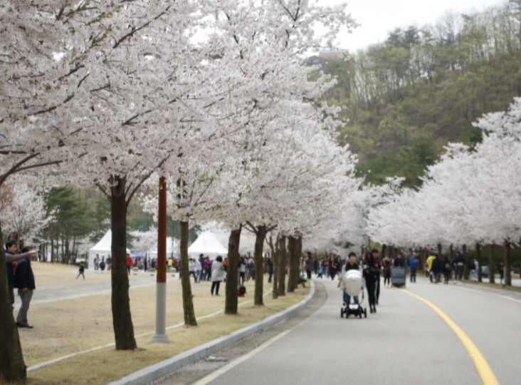 홍천 비발디파크 벚꽃길