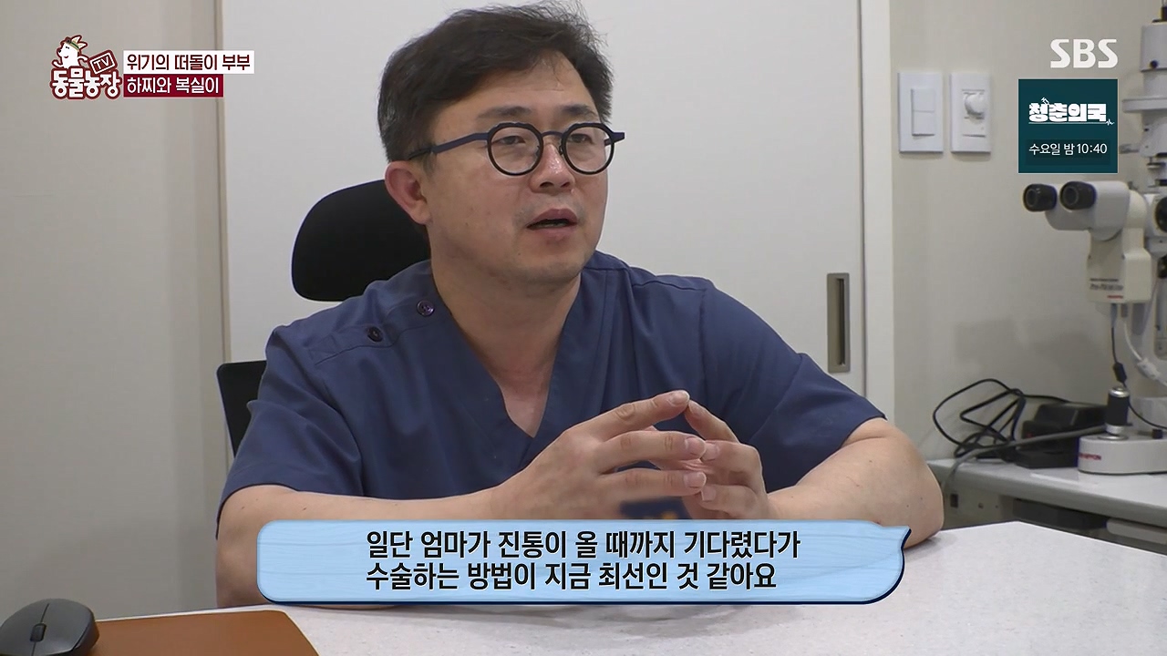 TV 동물농장.E1138.230918p-NEXT.mp4_20230917_172116.107.jpg