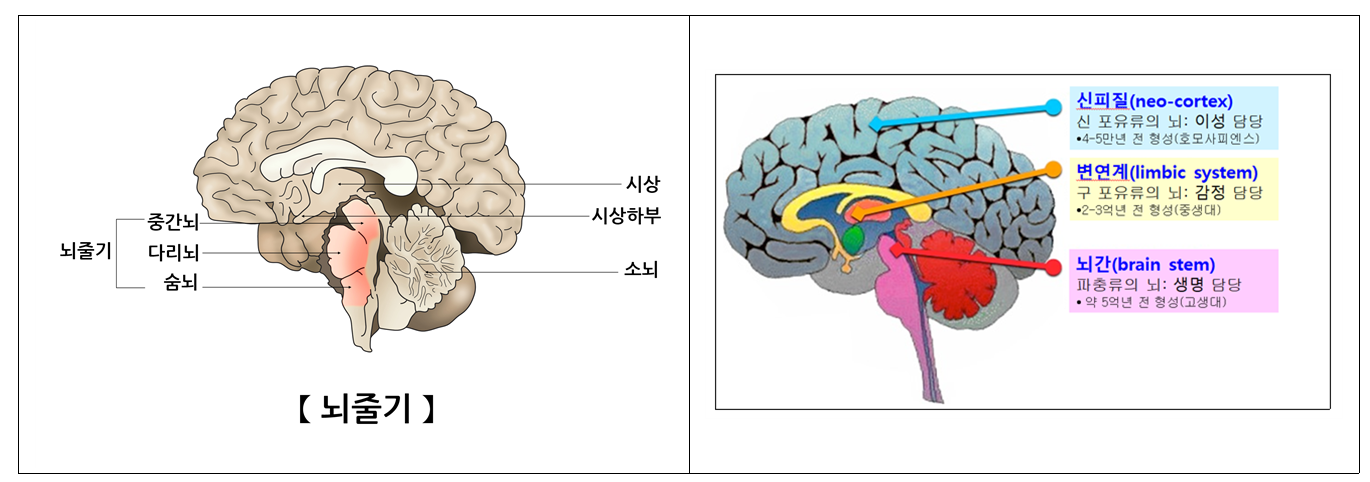 인간의 두뇌 그림