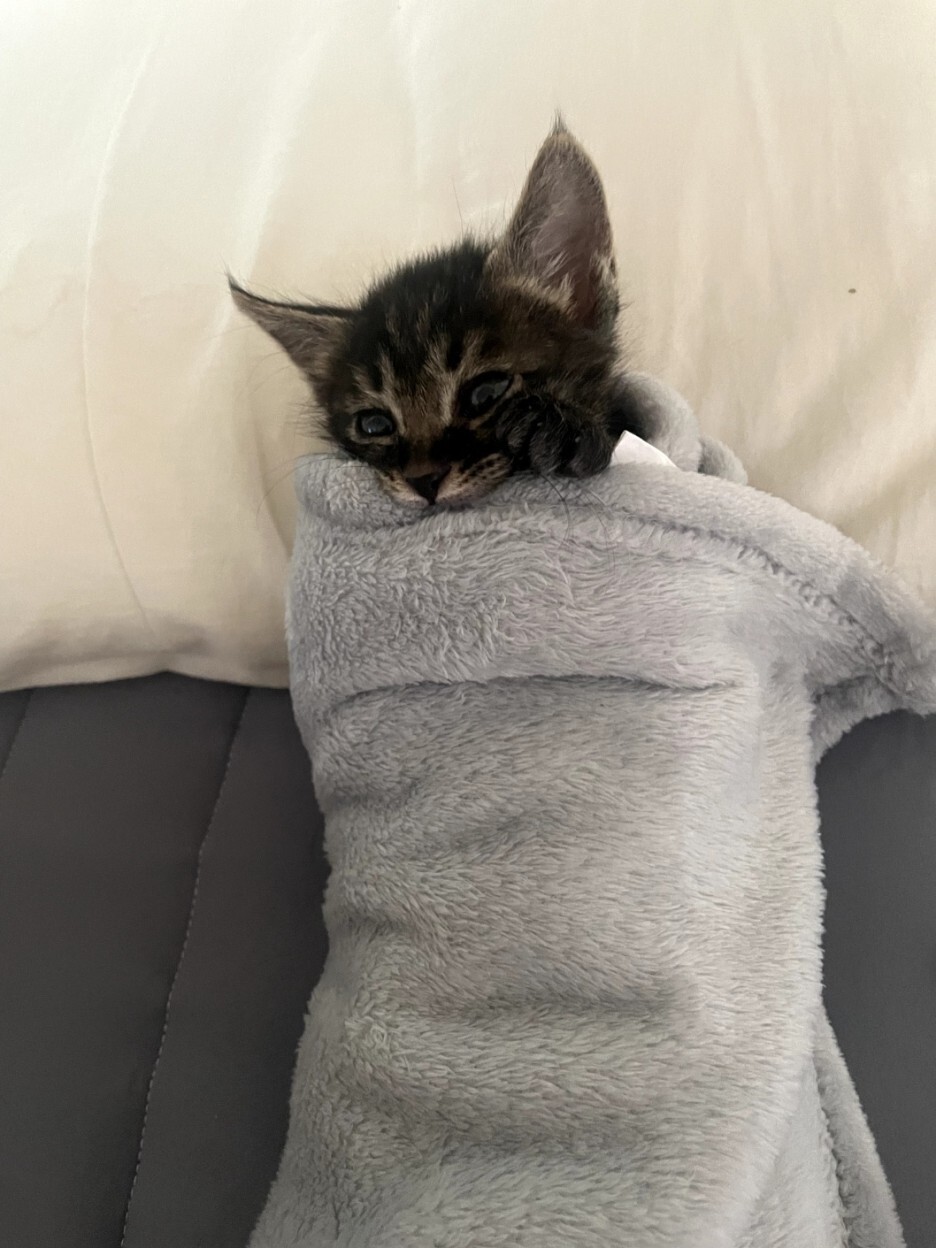 너무 귀여운 아기 고양이의 5