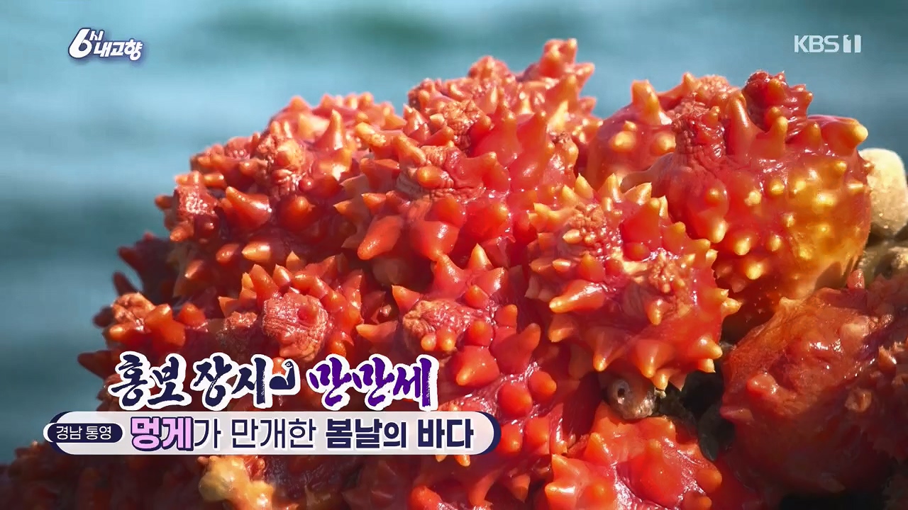 6시 내고향.E7779.230503p.H264-F1RST.mp4_20230505_183308.389.jpg