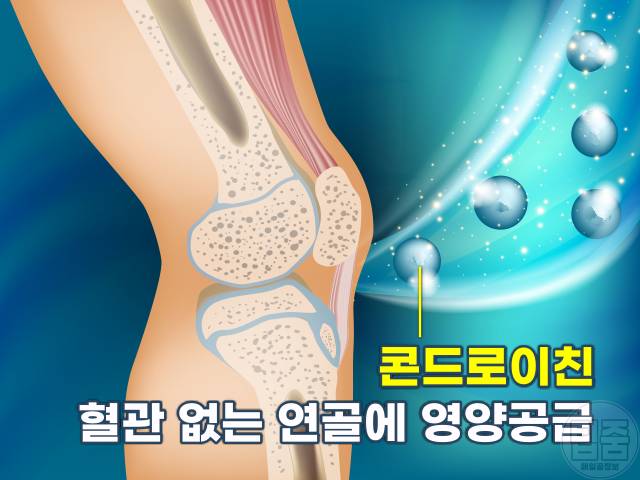 관절영양제 콘드로이친 효능 부작용 권장량 글루코사민 차이