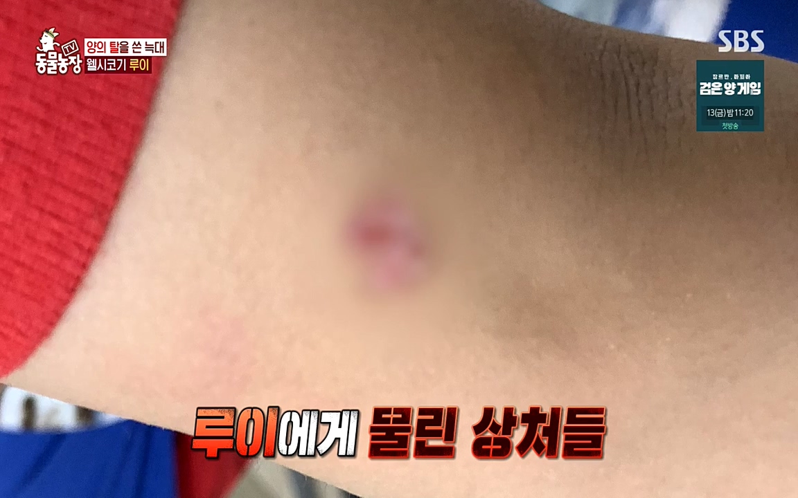 TV 동물농장.E1068.220509p-NEXT.mp4_20220508_173807.937.jpg