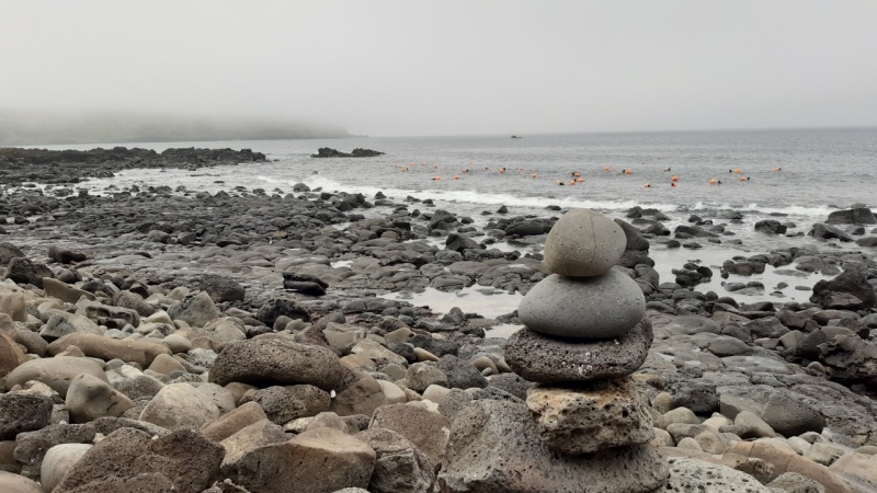 물질주의적인 아마