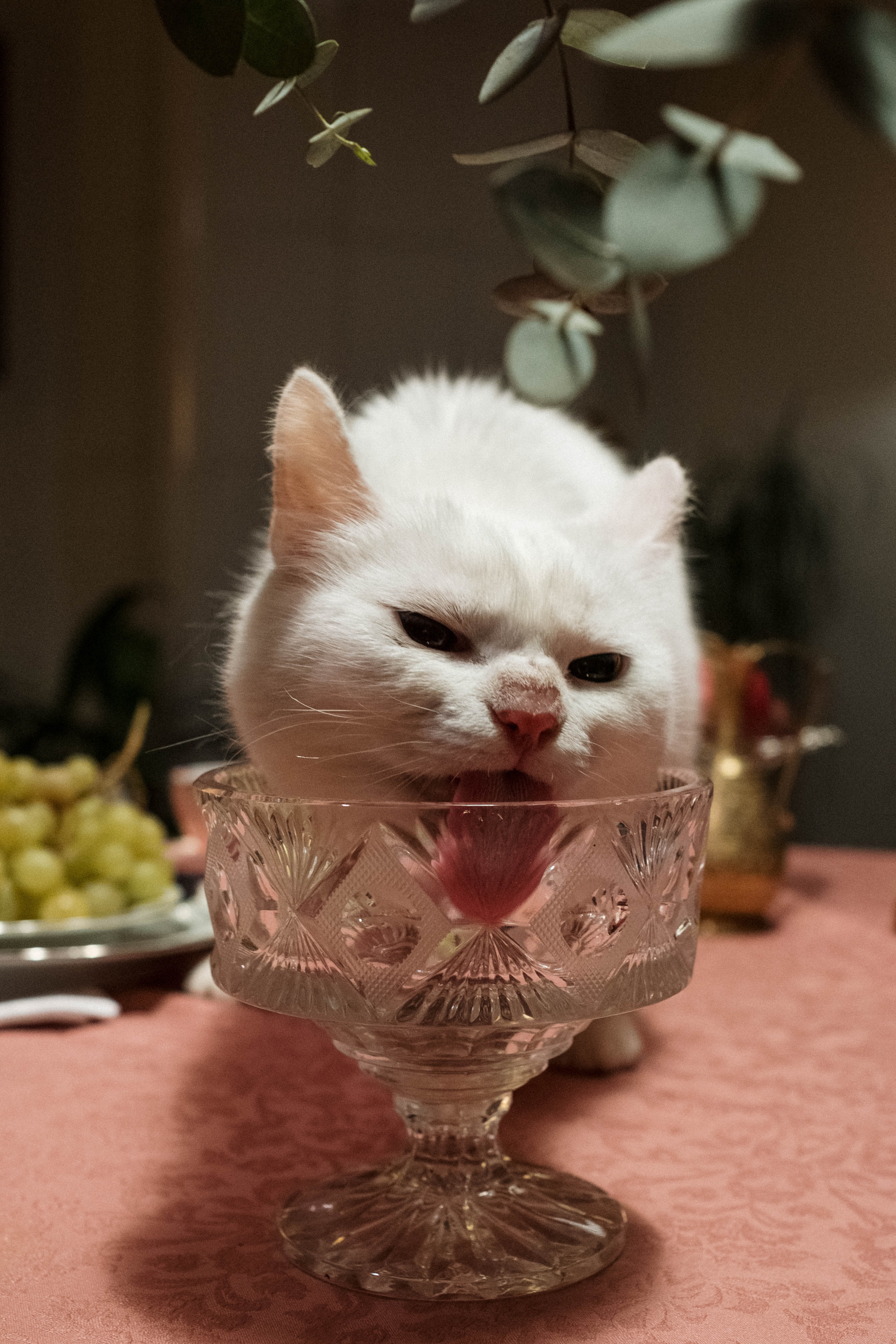 고양이 다이어트