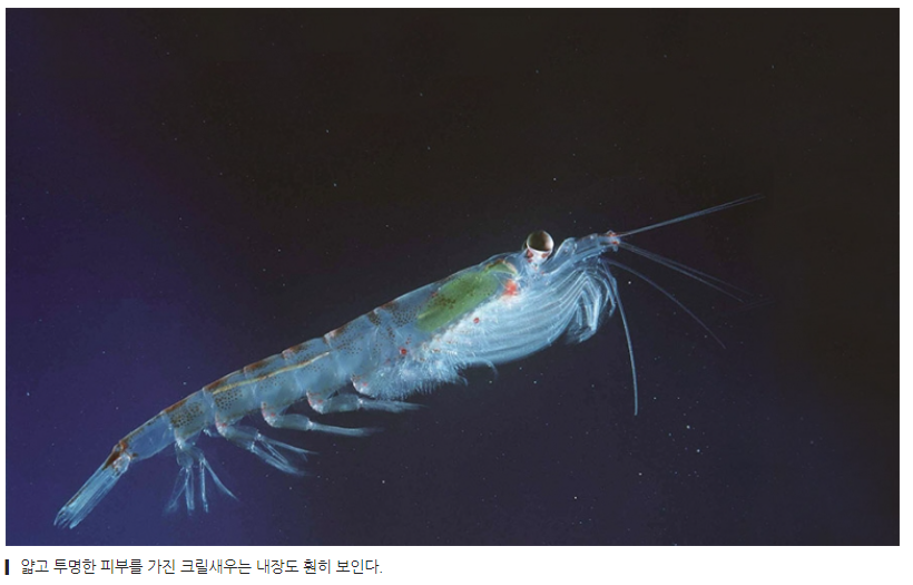  고래 먹이 크릴오일의 부작용,흰수염고래 뭐 먹고사나,온난화
