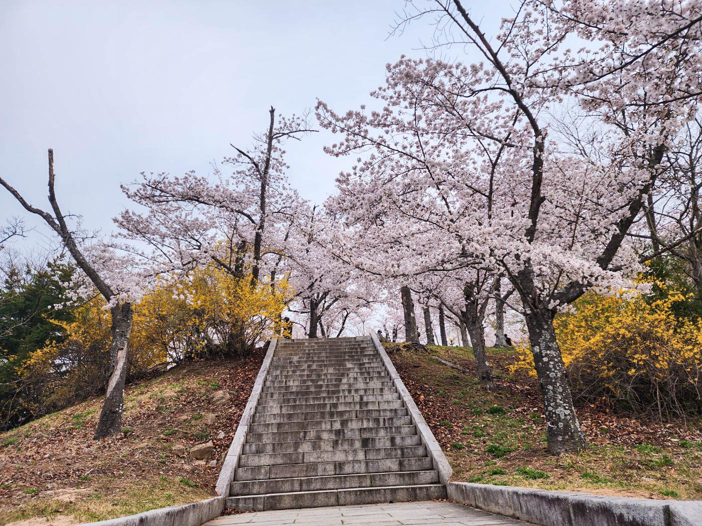 불국사-벚꽃-계단
