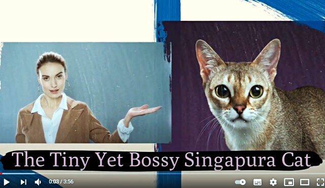 고양이종류-싱가포르