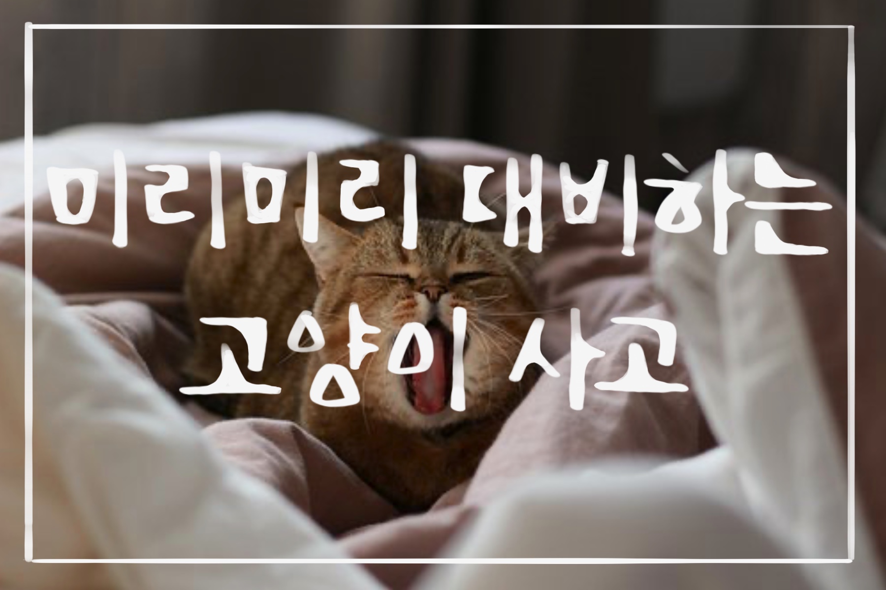  미리미리 대비하는 고양이 사고