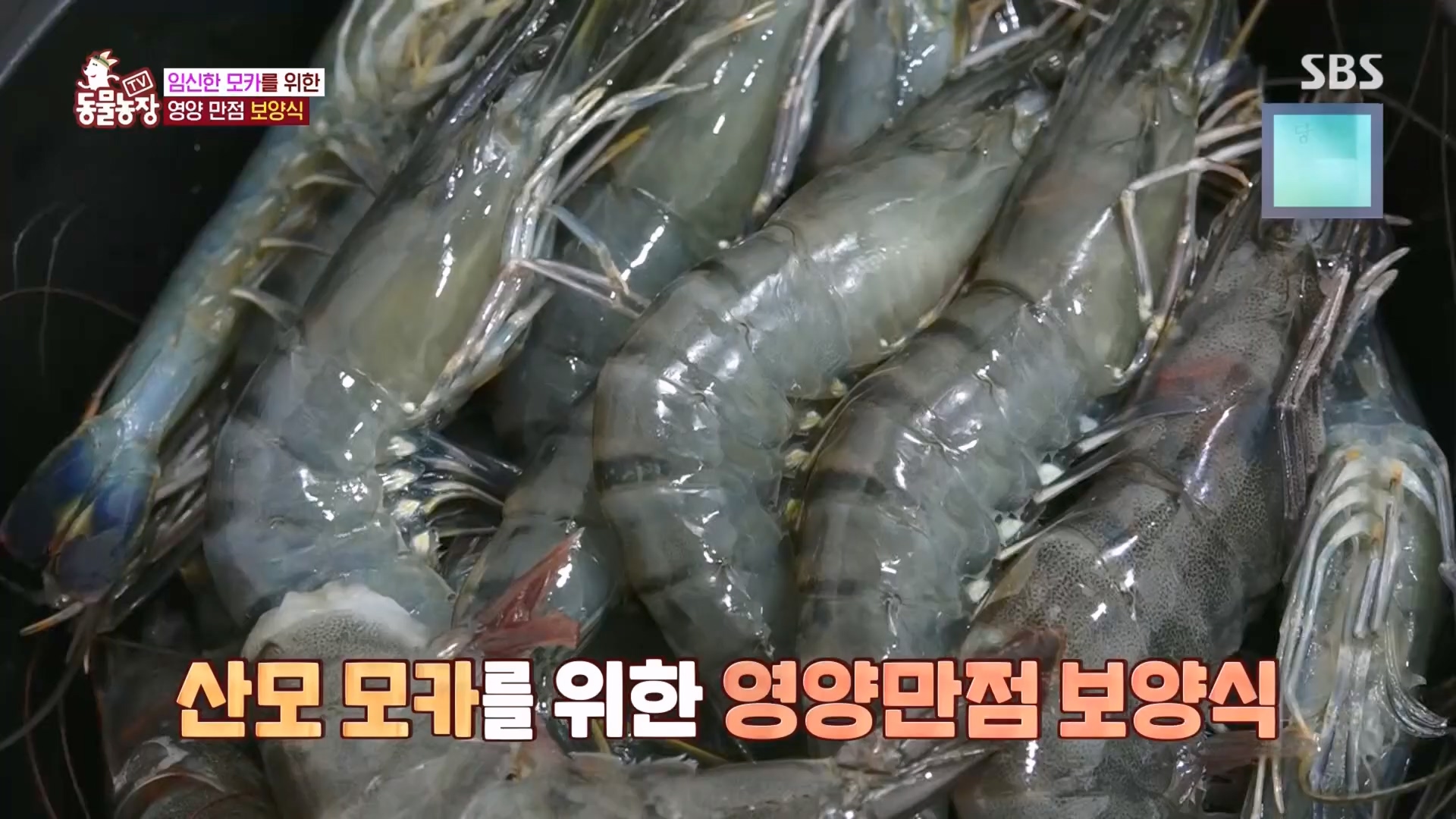 TV 동물농장.E1118.230423p.H264-F1RST.mp4_20230423_181124.906.jpg