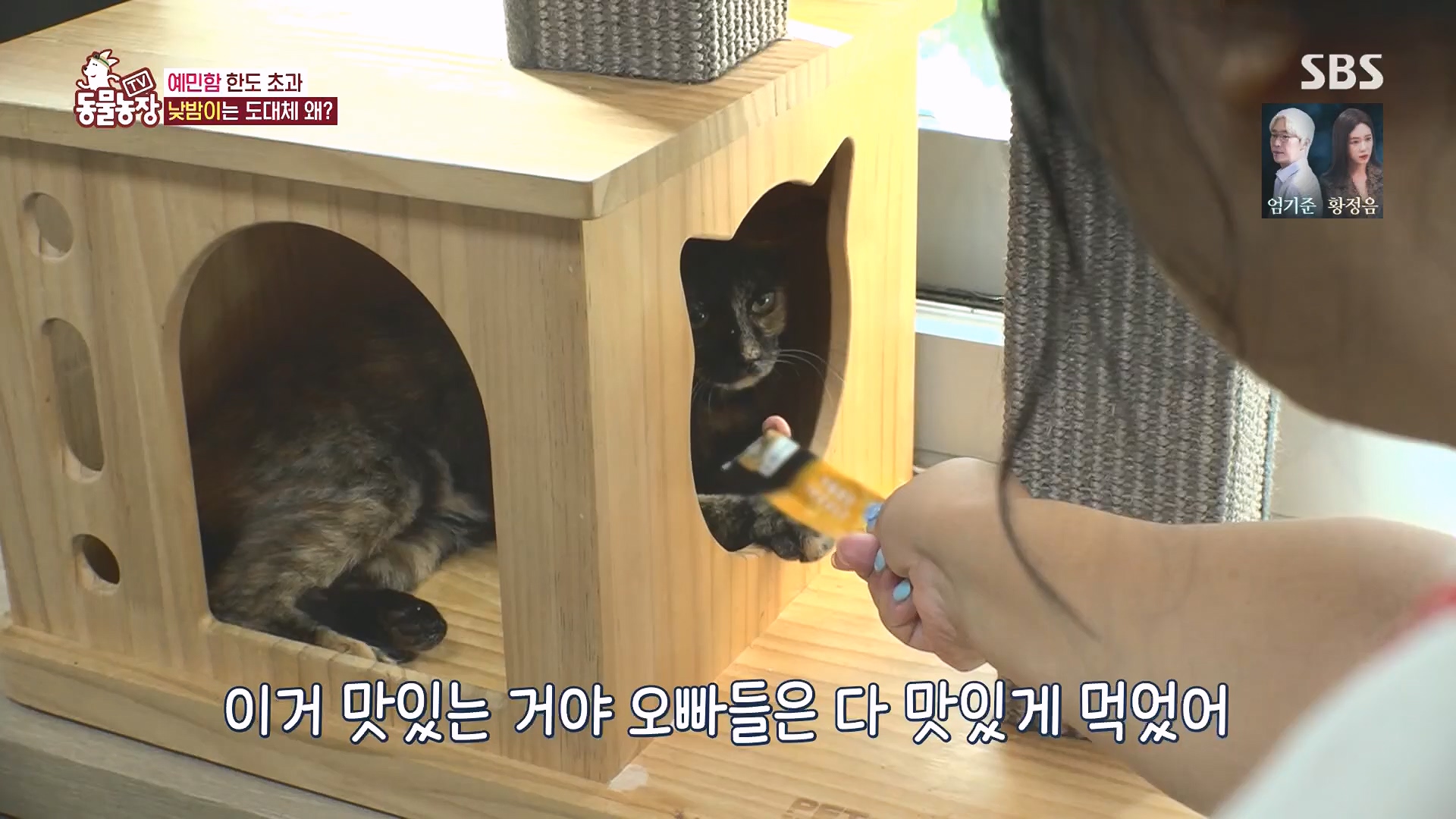 TV 동물농장.E1136.230903p.H264-F1RST.mp4_20230903_180355.722.jpg