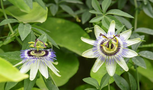 시계꽃( Passiflora caerulea)