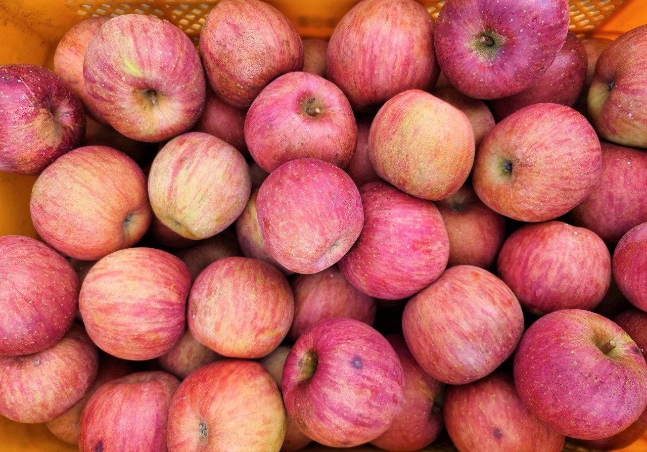  가을의 끝 마지막 사과따기....(Apple)