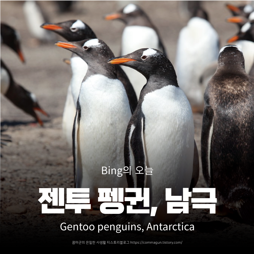  젠투 펭귄, 남극 Gentoo penguins, Antarctica - bing의 오늘