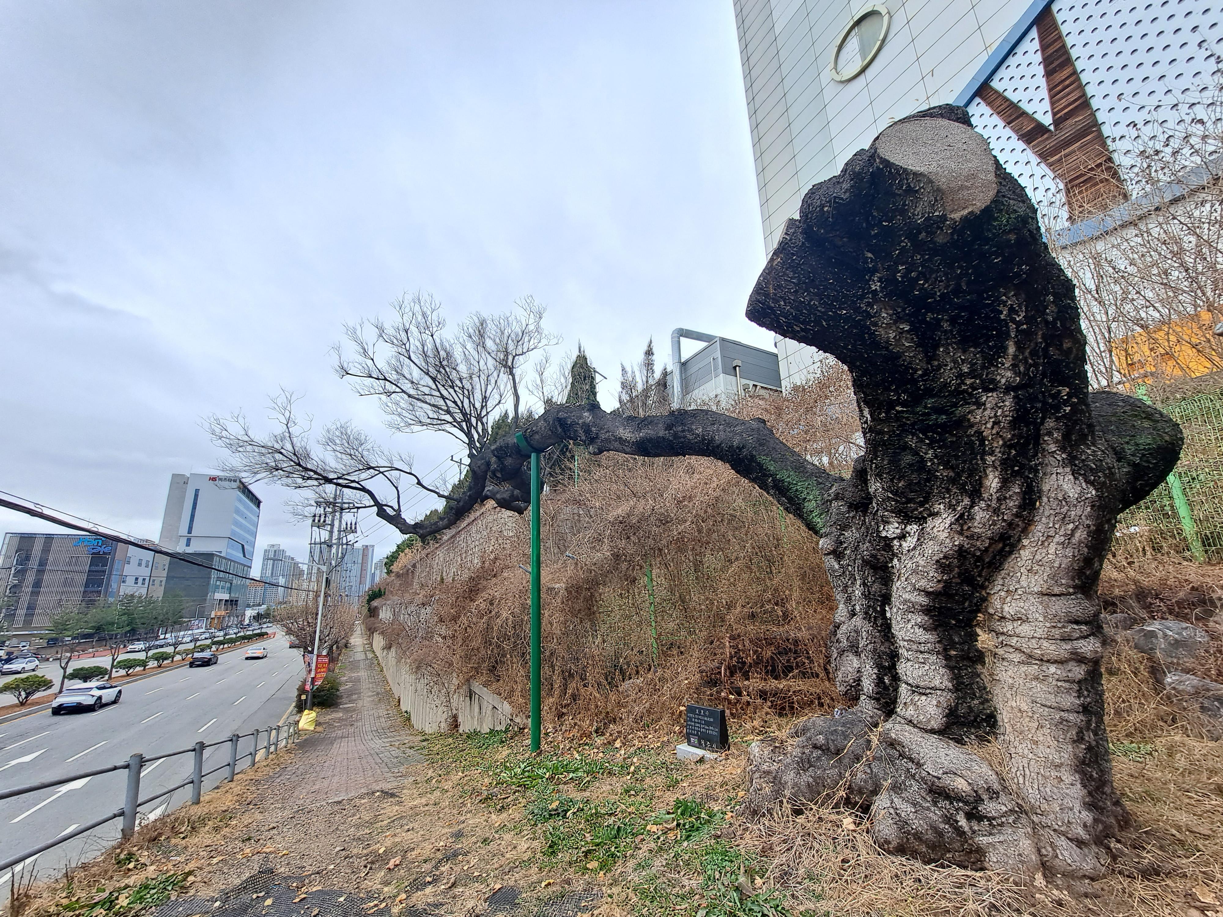  청주 정사간과 팽나무 고목