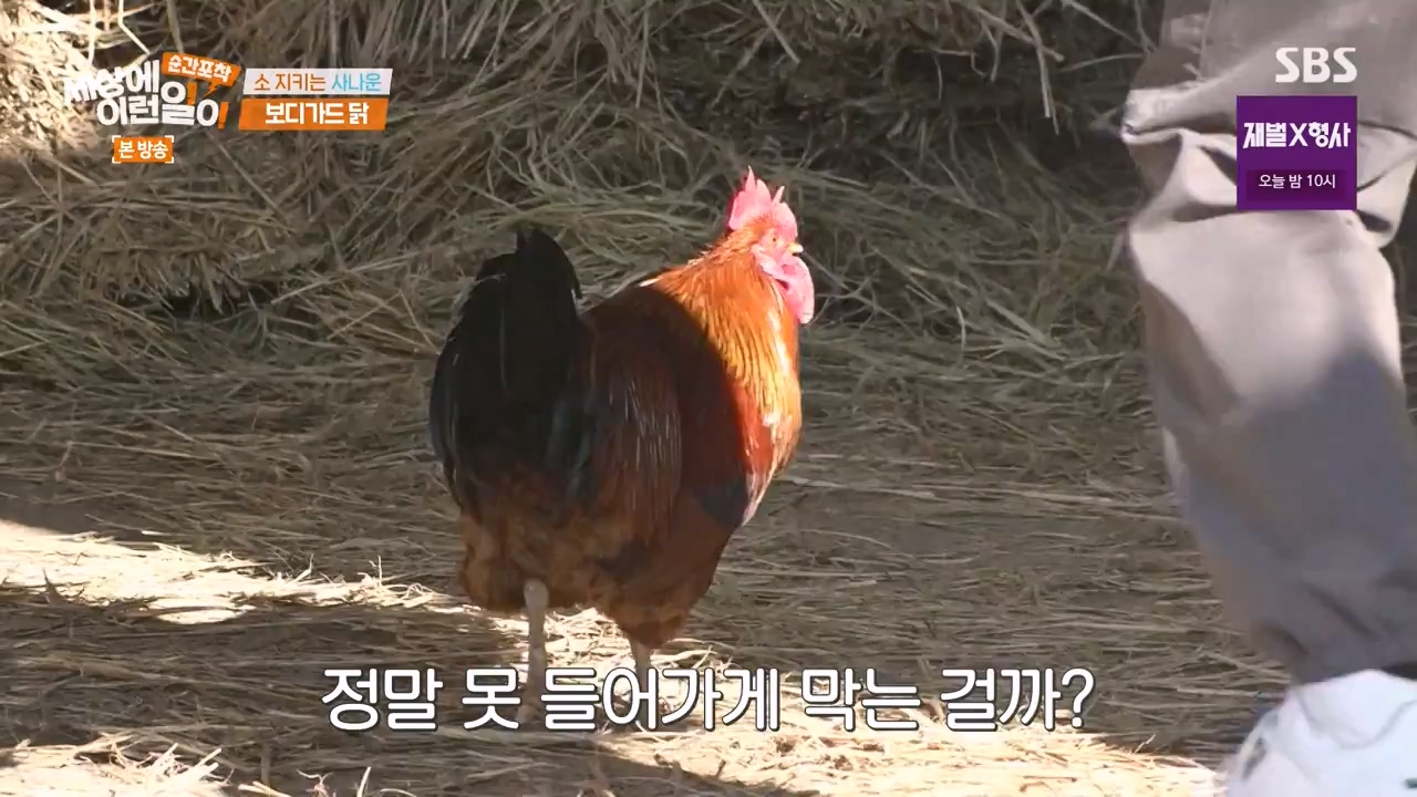 순간포착 세상에 이런일이.E1262.240128p-NEXT.mp4_20240128_184855.126.jpg