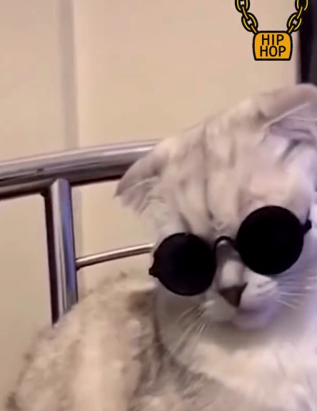  [짤] 힙한 냥냥이 ️ 멍멍이 ️