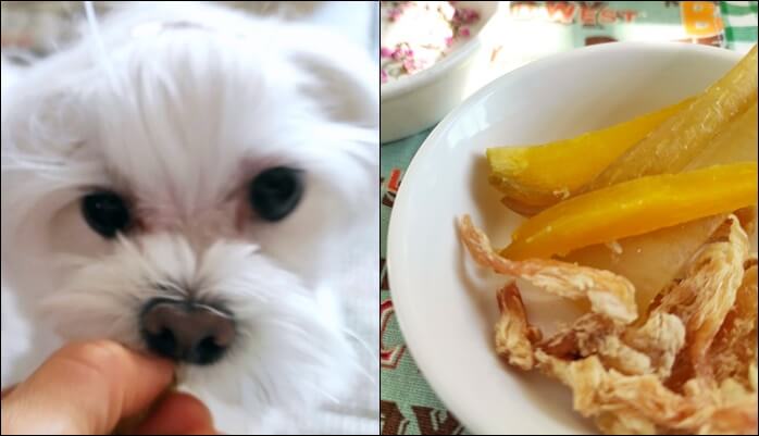 좌: 맛있게 간식을 먹고 있는 하얀 털의 말티즈 강아지 우: 고구마 말랭이와 닭가슴살 간식