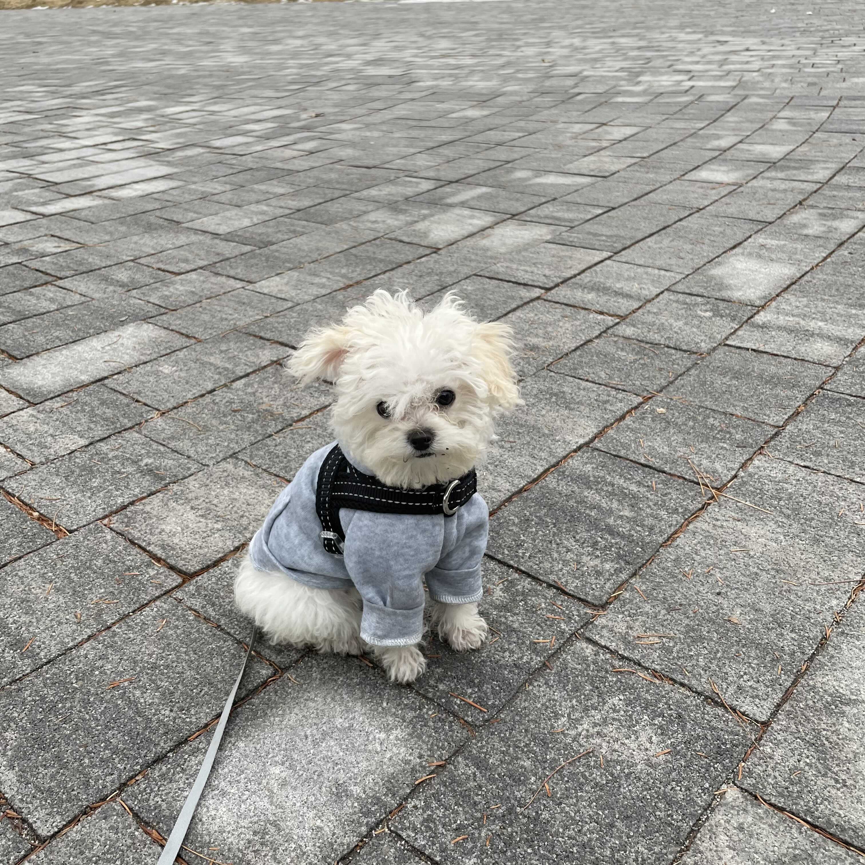  마늘이 산책다녀왔어요!!