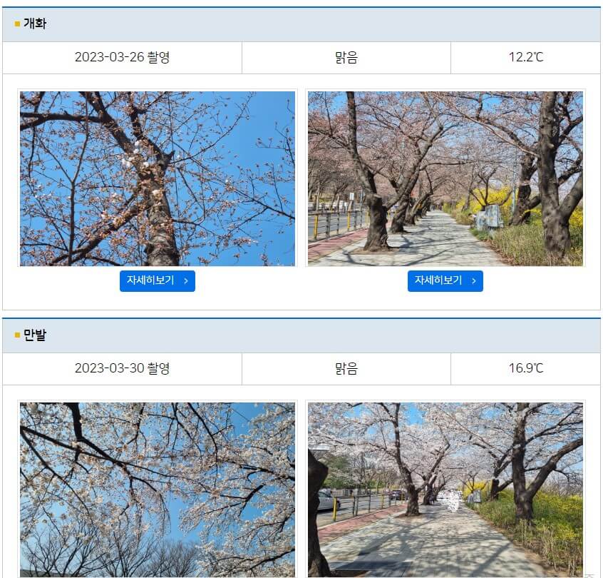 기상청에서 안내하는 벚꽃현황 사진