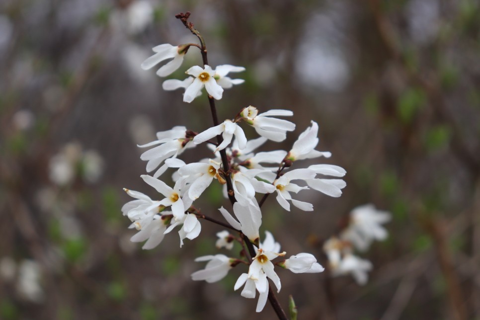 홍릉시험림(홍릉수목원) #페이지 토.일요일서울가볼만한곳 80