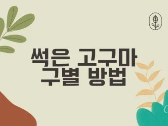 썩은 고구마 구별법 안전하게 먹기_2