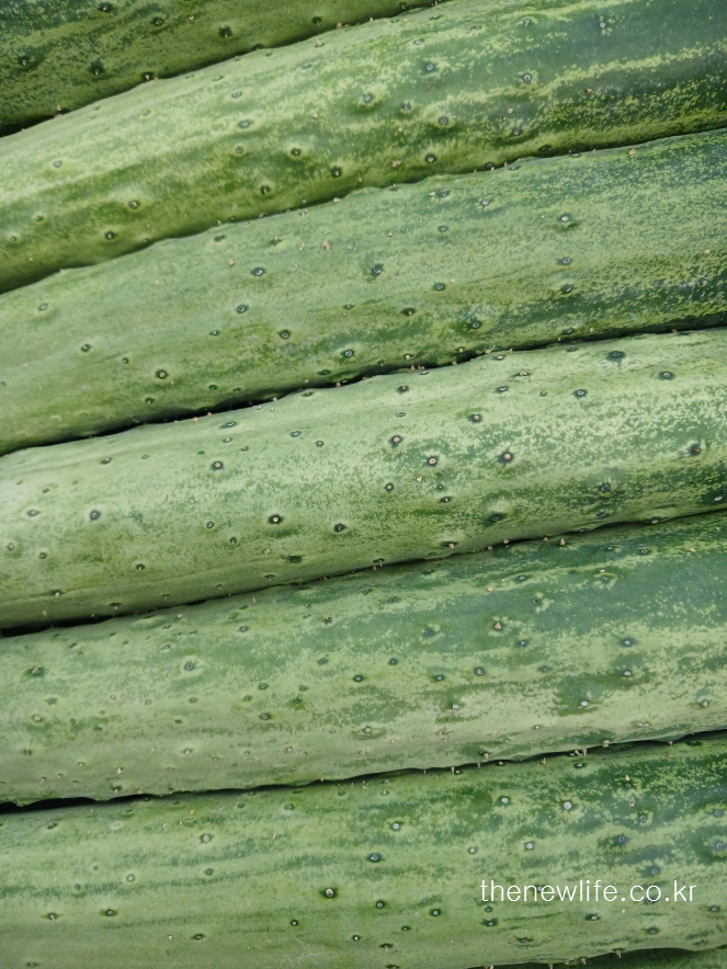 &quot;Close-up of green cucumbers stacked neatly&quot;- &quot;가지런히 쌓여 있는 신선한 오이의 근접 촬영&quot;