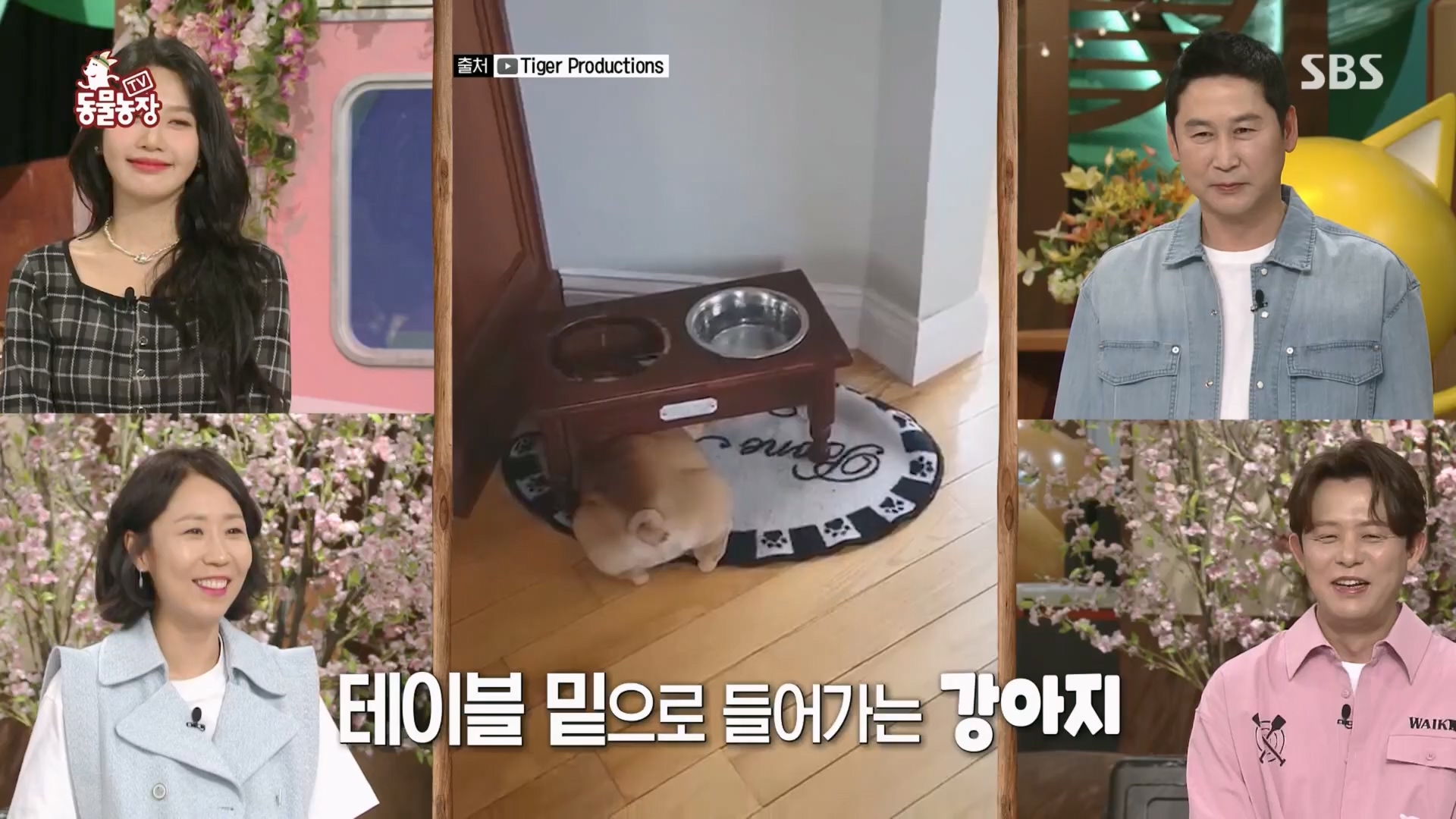 TV 동물농장.E1116.230416p.H264-F1RST.mp4_20230418_194158.438.jpg