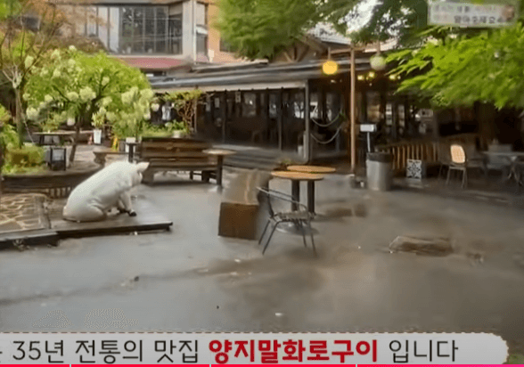 양지말 화로구이1