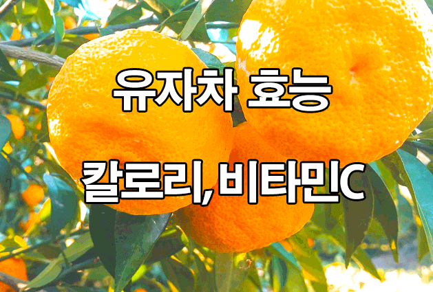  유자차 효능 및 칼로리 : 비타민 C, P