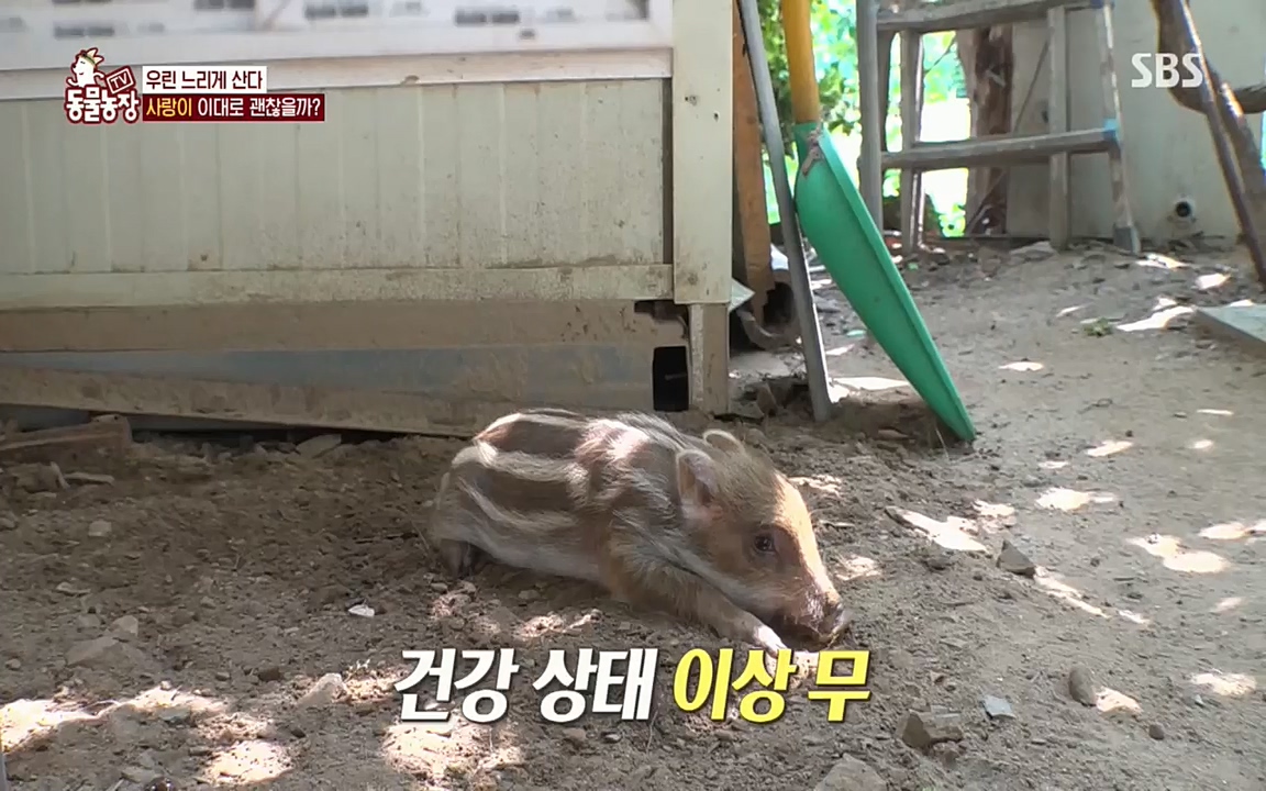 TV 동물농장.E1076.220704p.H264-F1RST.mp4_20220703_175558.699.jpg