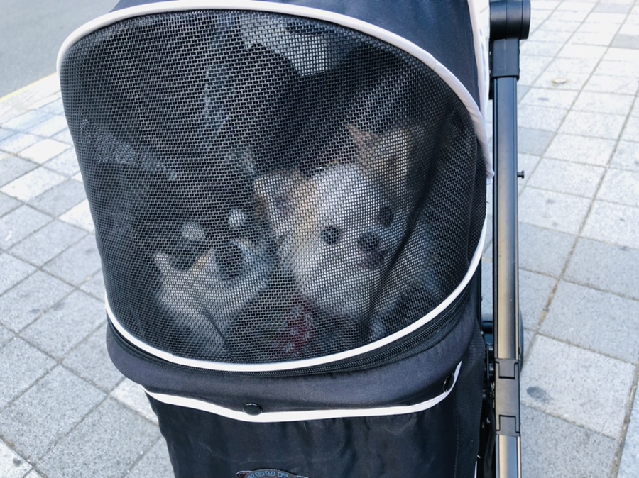 아모레퍼시픽 샴푸 종류 [내돈내산] 애견 샴푸 : TS써니 / 14